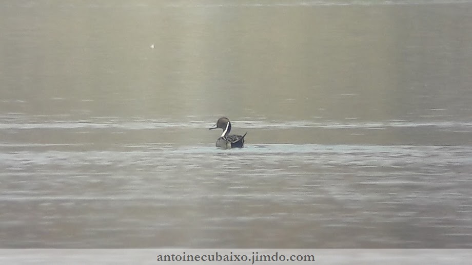 Canard pilet (Anas acuta) hivernant et migrateur.