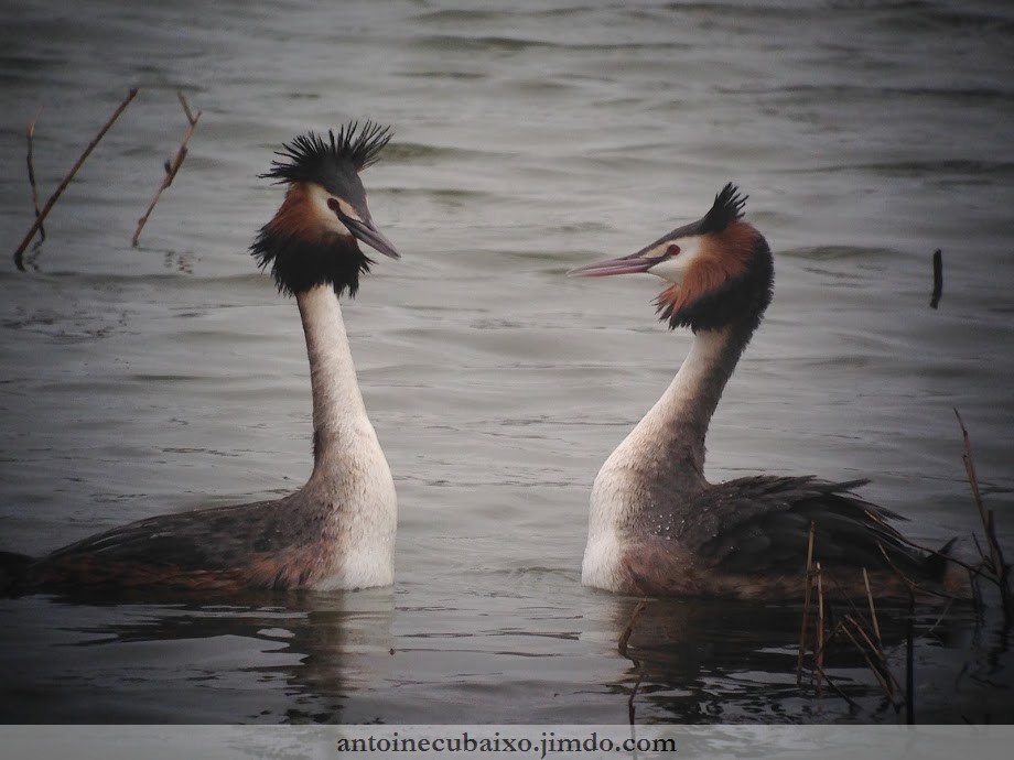 Grèbe huppé (Podiceps cristatus)