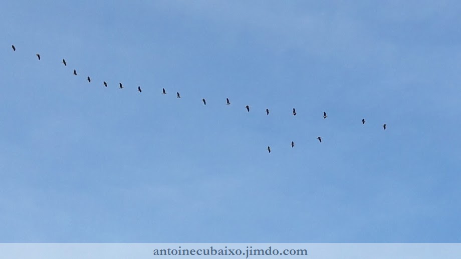 Grue cendrée (Grus grus) en migration active