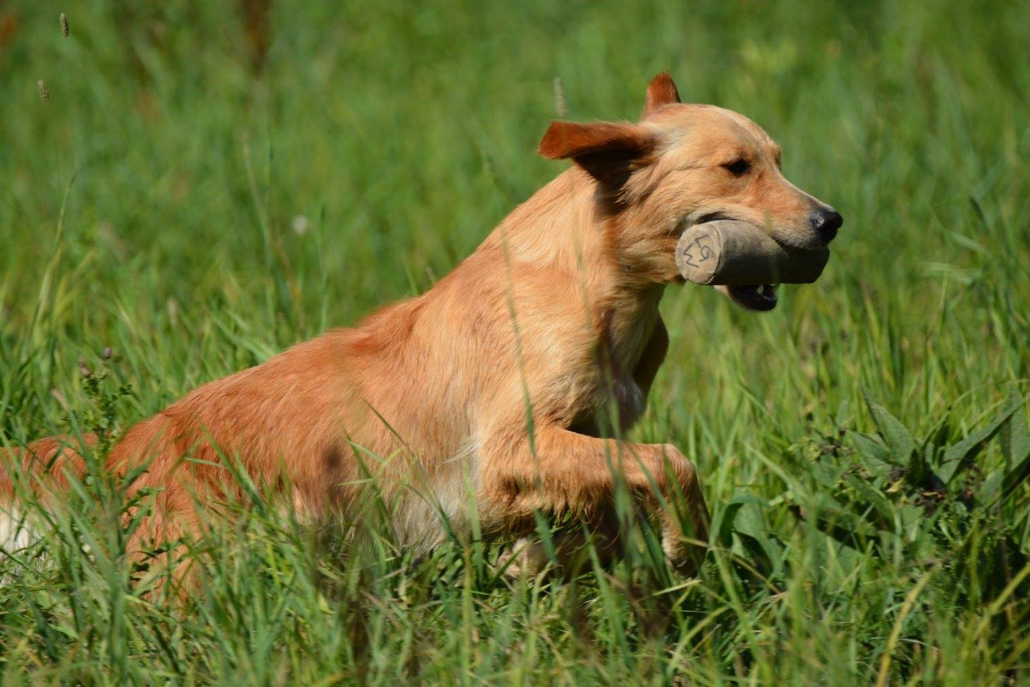SEMINARE FORTBILDUNG AUSBILDUNG mit und ohne Hund Fellohren