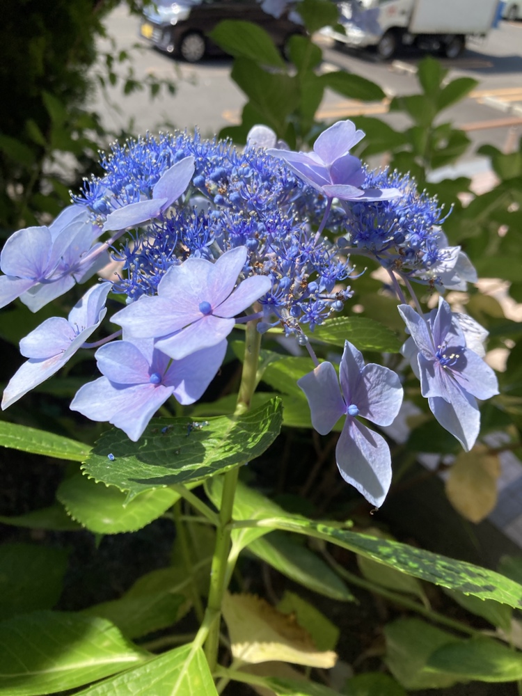 紫陽花見がてら散歩
