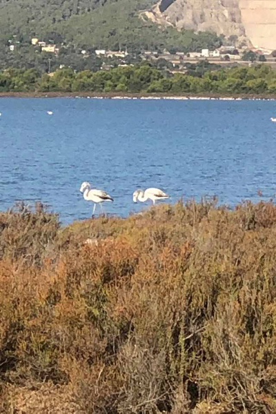 Flamingos in den Salinen