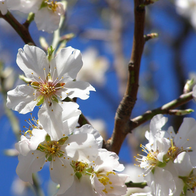 Mandelblüte auf Ibiza