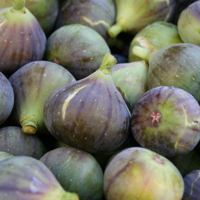 Frische Feigen direkt vom Baum