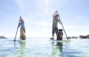 Zwei SUP Paddler mit vierbeinigen Passagieren