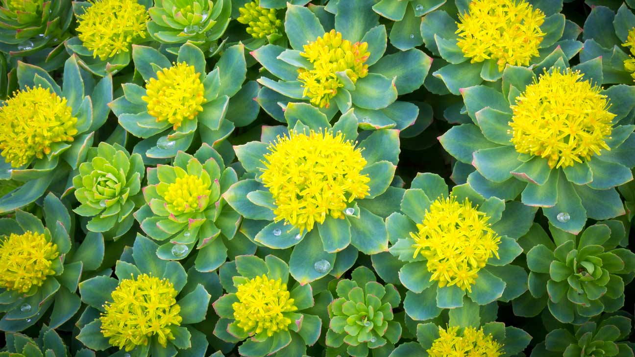 Les plantes adaptogènes mais kesako?