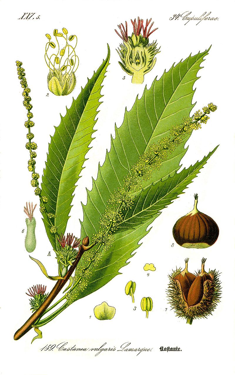 Le Châtaignier - Allié de l'Automne
