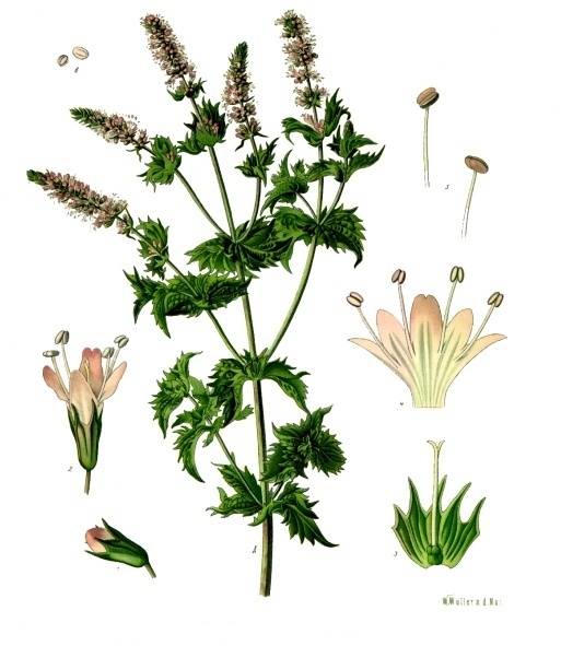 La menthe, la rafraîchissante de l'été