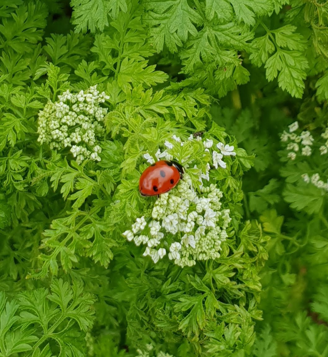 Marienkäfer