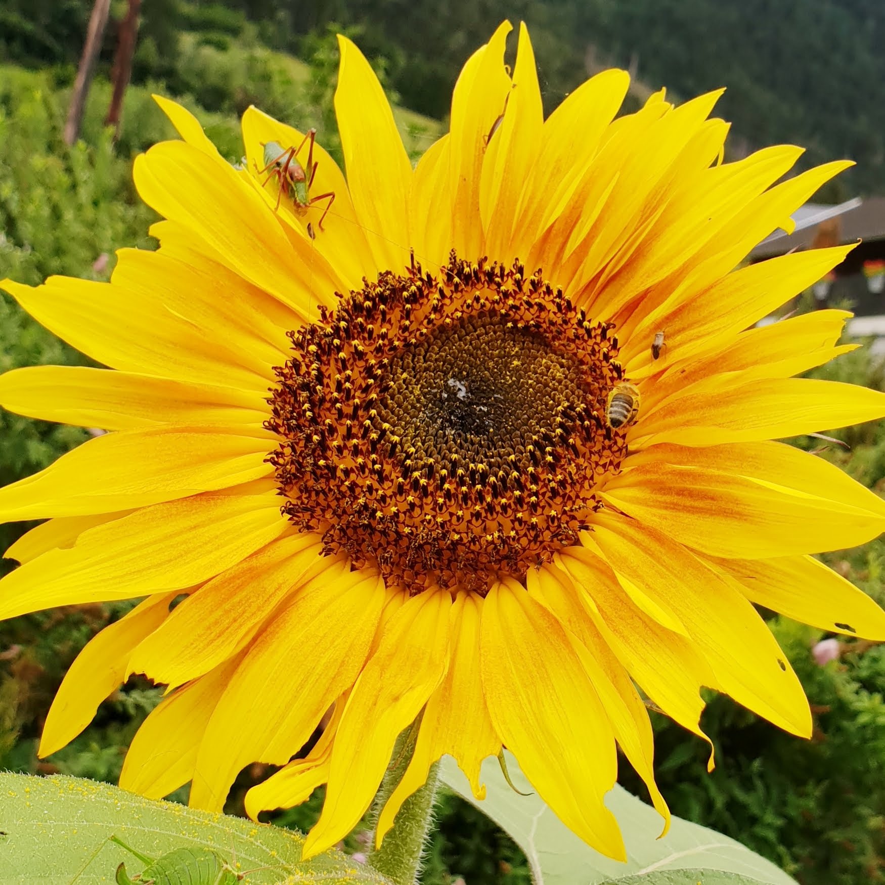 Sonnenblumen halten Bienen gesund.