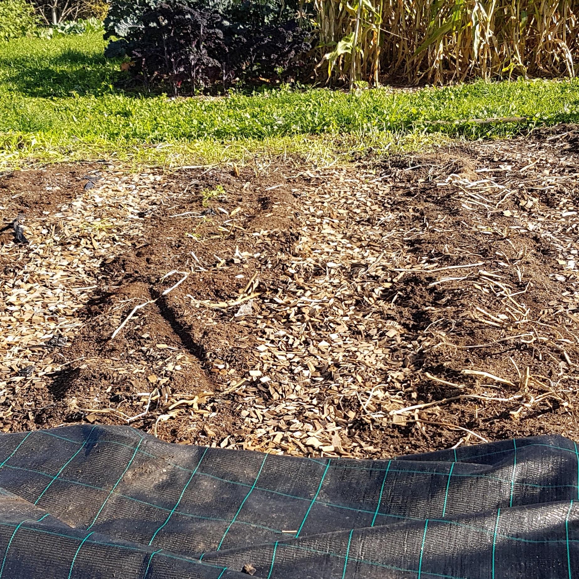 Nach der Plane muss ggf. nur noch das strohartige Material, das übrig bleibt, aus dem Weg geräumt. Es dient dann später als Mulch auf der gleichen Stelle.