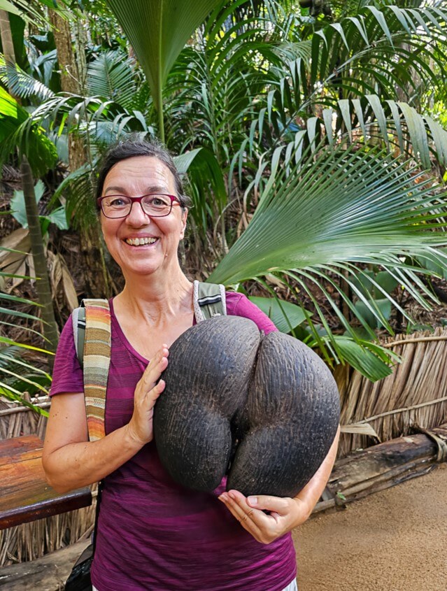 Coco de Mer Nuss im Vallee de Mai Praslin Seychellen