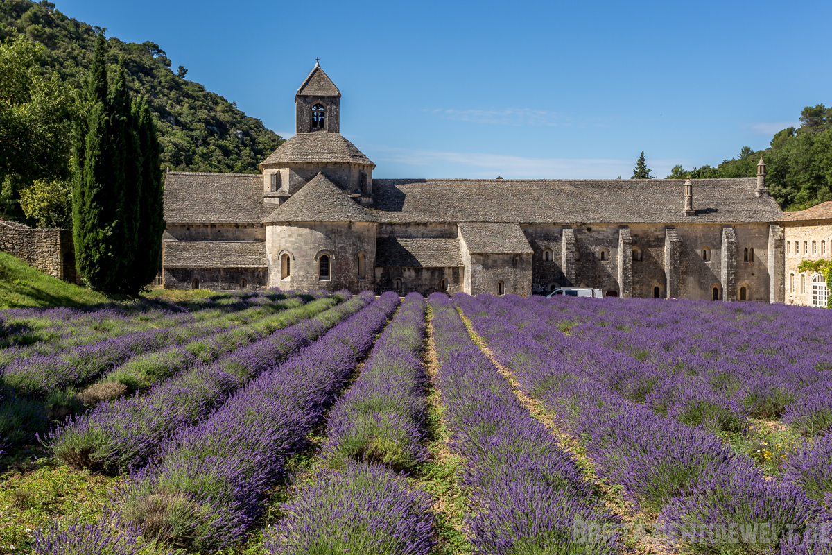 kloster, senanque, lavendelfelder, lavendel, lavendelblüte, sommer, luberon, reisetipps, infos, selbstgeplant, frankreich, provence