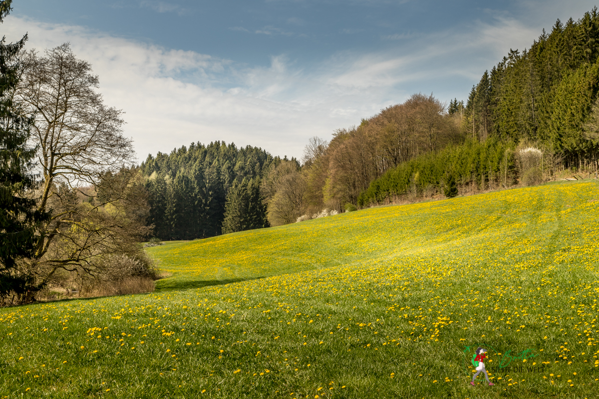 sauerland, wandern, wanderung, arpe, schmallenberger, rundwanderung, infos, tipps, lauschpohl, aussicht