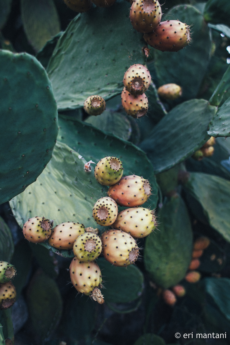 Dragon fruits