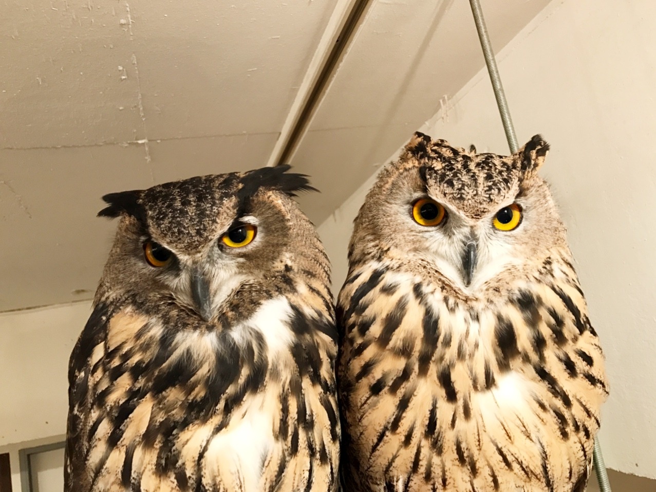 フクロウたち 渋谷フクロウカフェ Cafe Hoot Hoot
