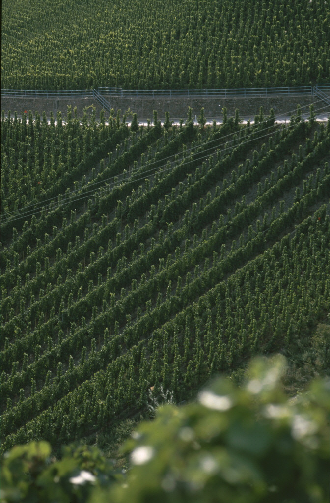 Wein - Gästehaus Brückenfelder Hof
