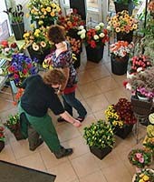 Blumen Sterflinger; Verkaufsraum