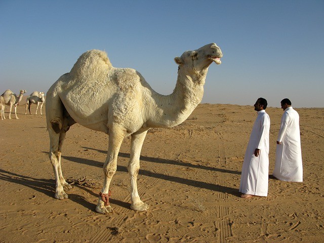 ARÁBIA SAUDITA - DESERTO