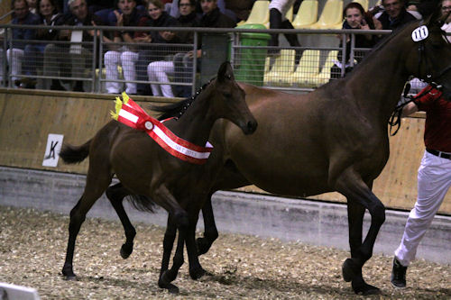 Giulietta - Bundeschampionesse 2013