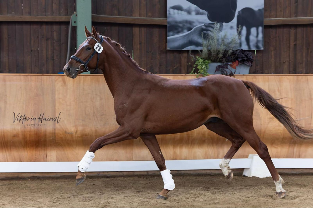 Monet (My Vitality x Charmeur)