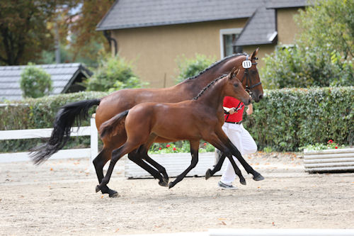 Giulietta - Bundeschampionesse 2013