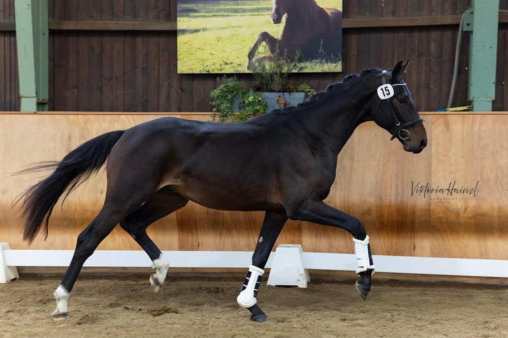 SOLD! Elliseo (Ellis x Sandro Hit)