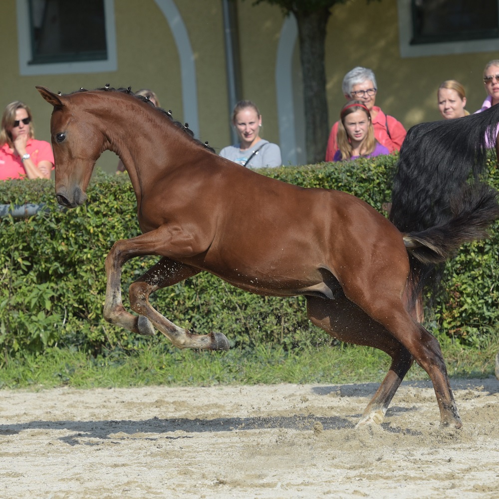 Hengstfohlen Braveheart - Sieger 2016