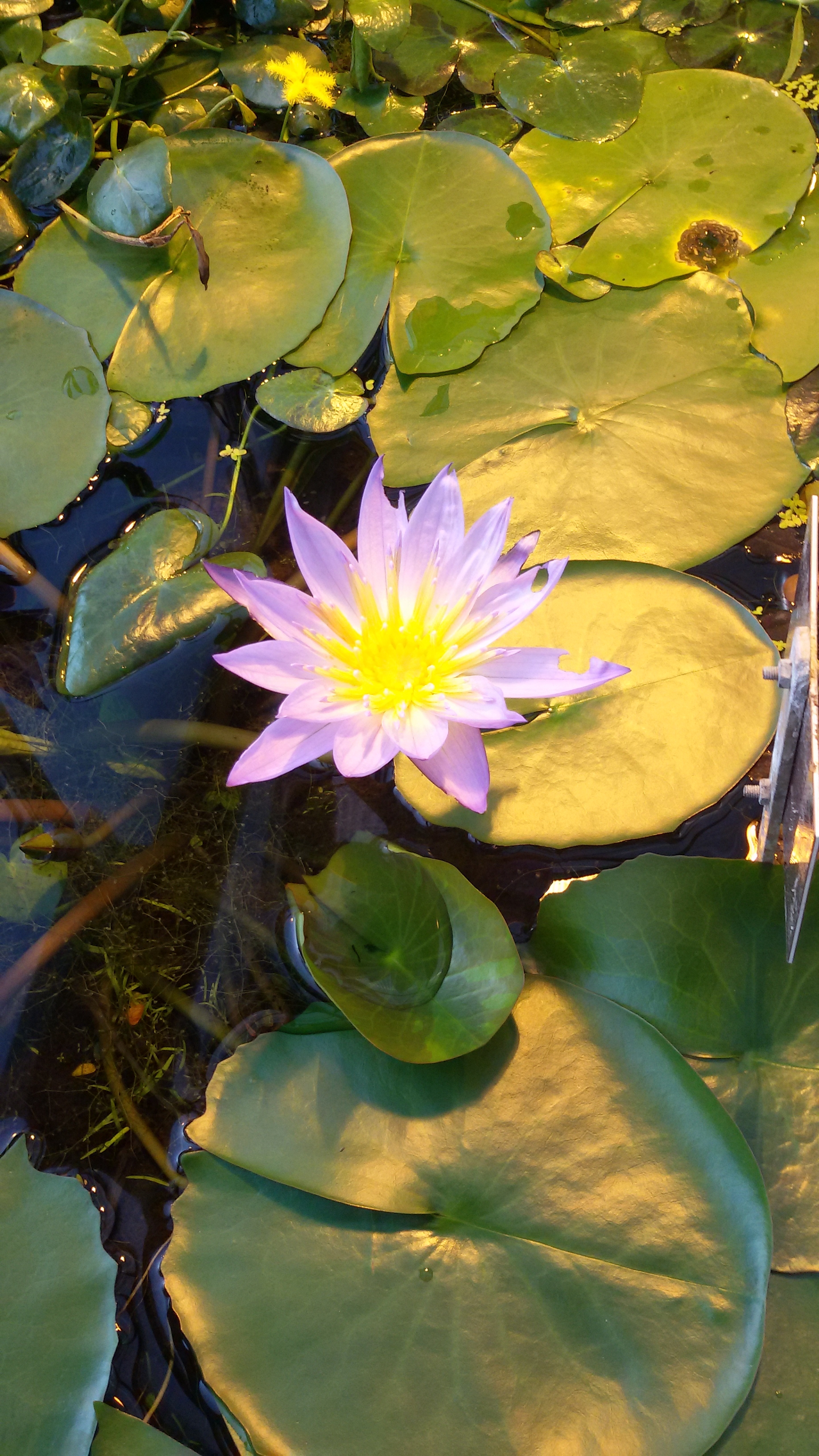 Den Botanischen Garten bei Nacht erleben - Bonn für alle
