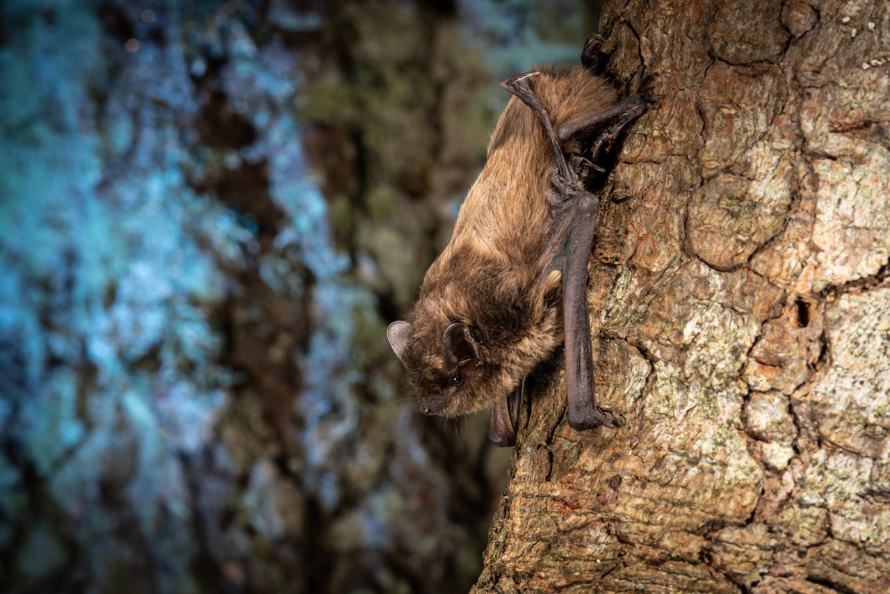 The physiology, ecology and conservation of migratory bats batlabs