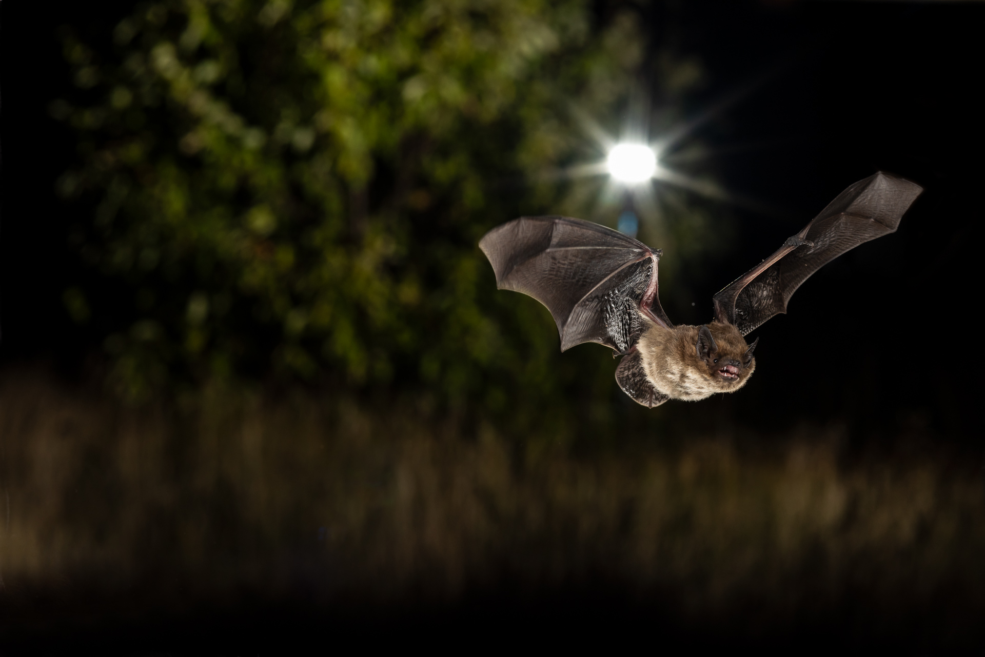 The effect of artificial light at night on nocturnal mammals batlabs