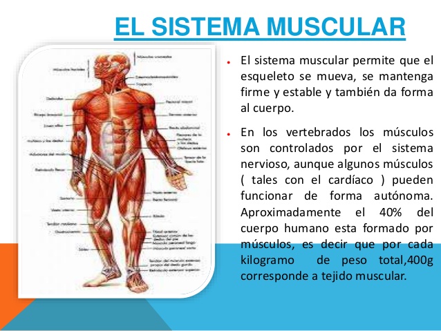 diagrama muscular para niños