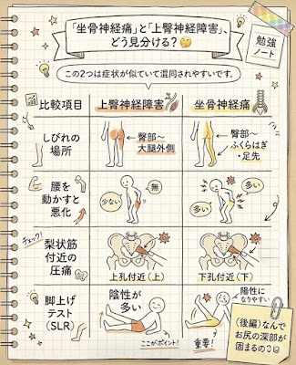 「筋肉を鍛えるだけ」が腰痛を悪化させる？知られざる「神経の癒着」の罠