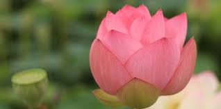 Lotusblume der Vollkommenheit