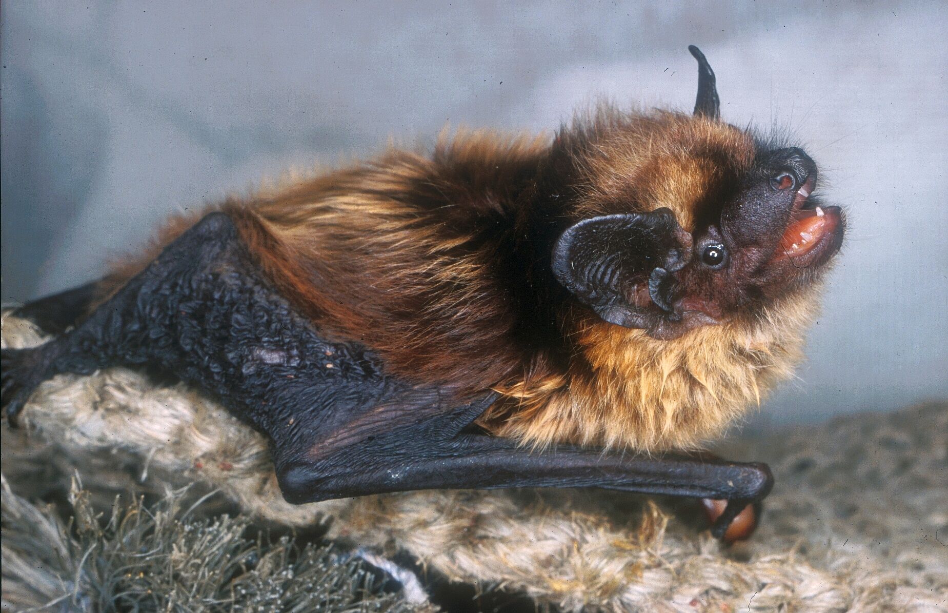 Nordfledermaus - Dr. Andreas Zahn_LBV Bildarchiv