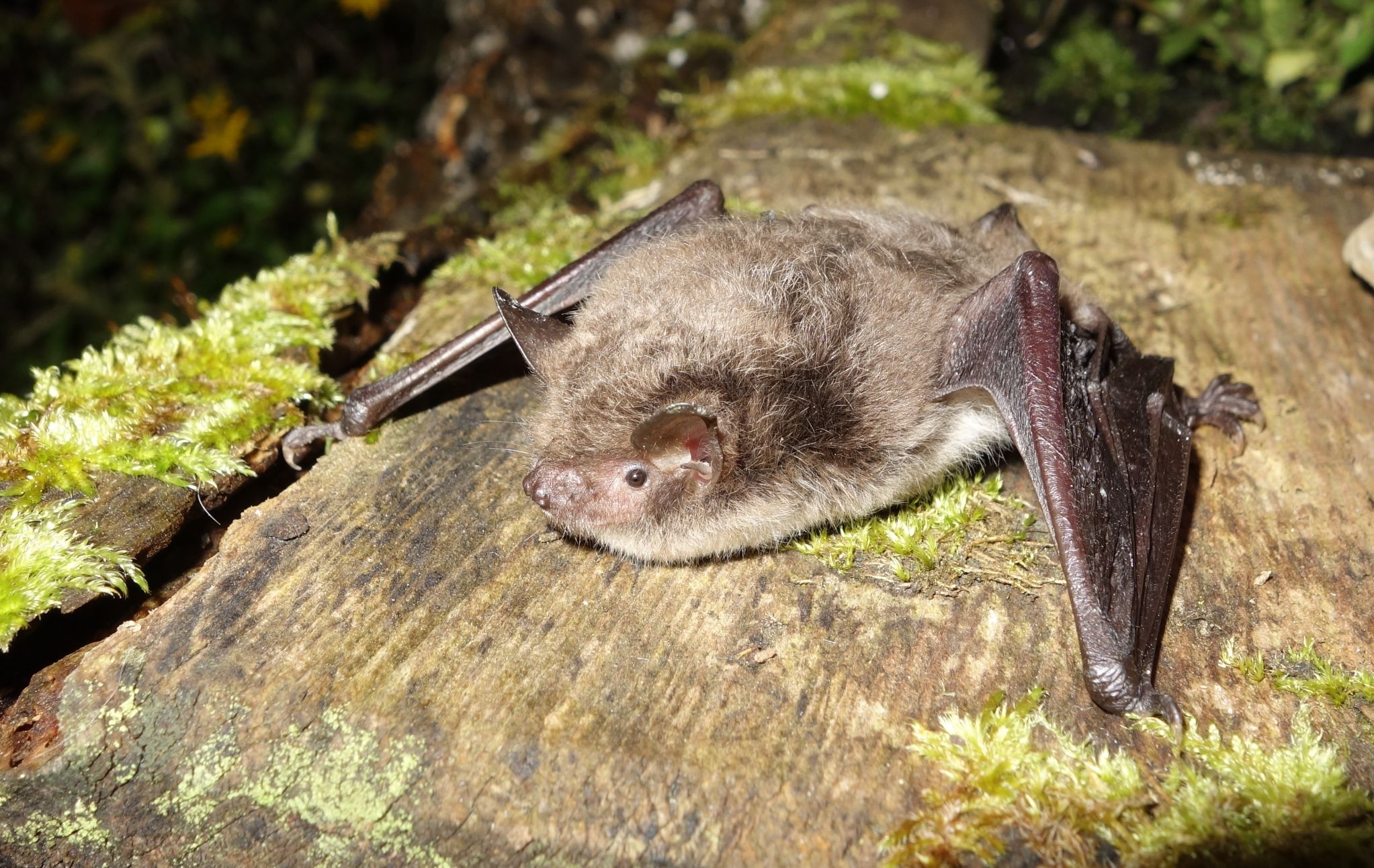 Wasserfledermaus - Dr. Andreas Zahn_LBV Bildarchiv