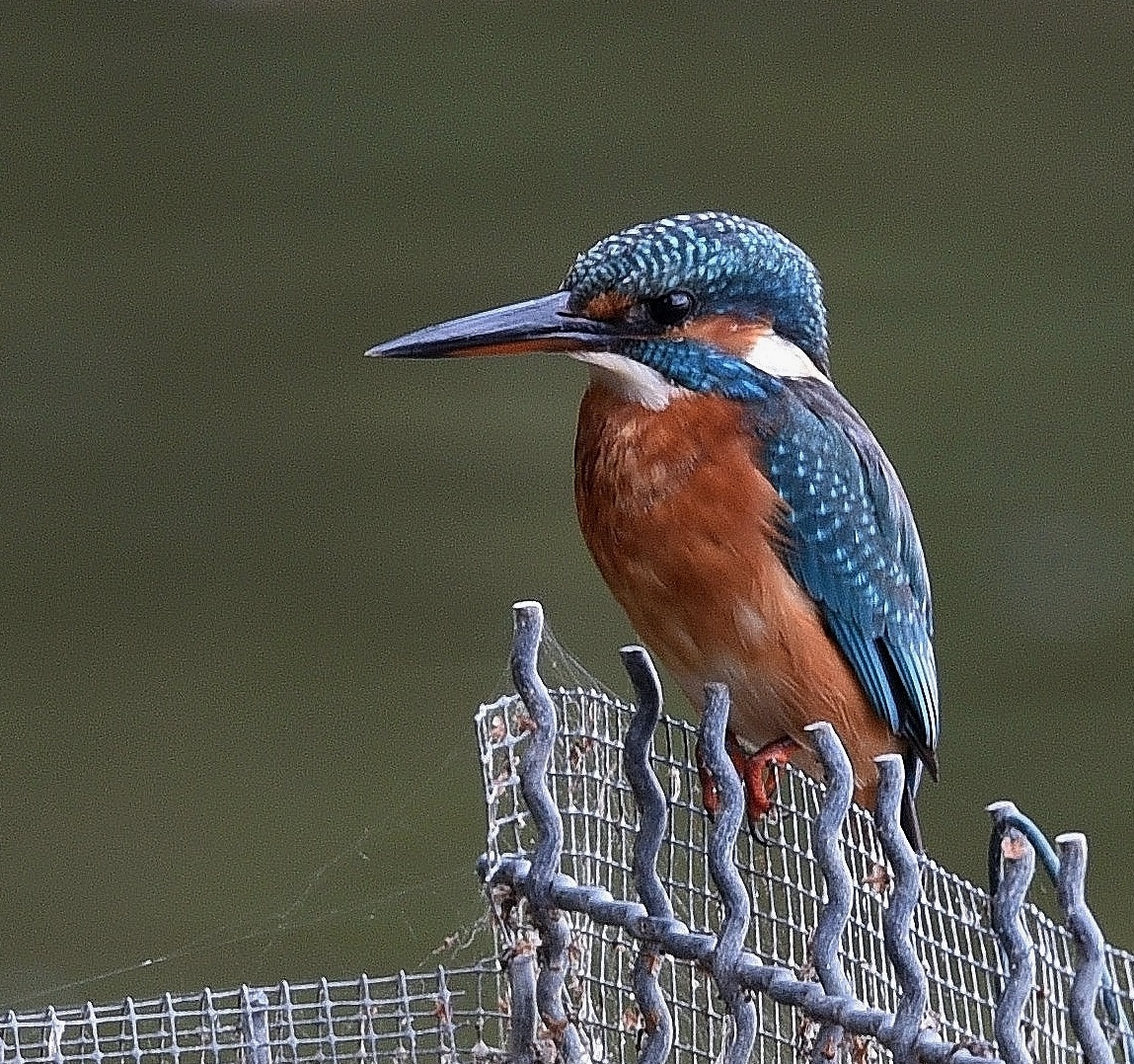 Der Eisvogel stürzt sich in die Fluten und taucht mit einem Fisch im Schnabel auf