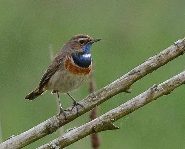 Blaukehlchen jagen von Sitzwarten aus nach Insekten