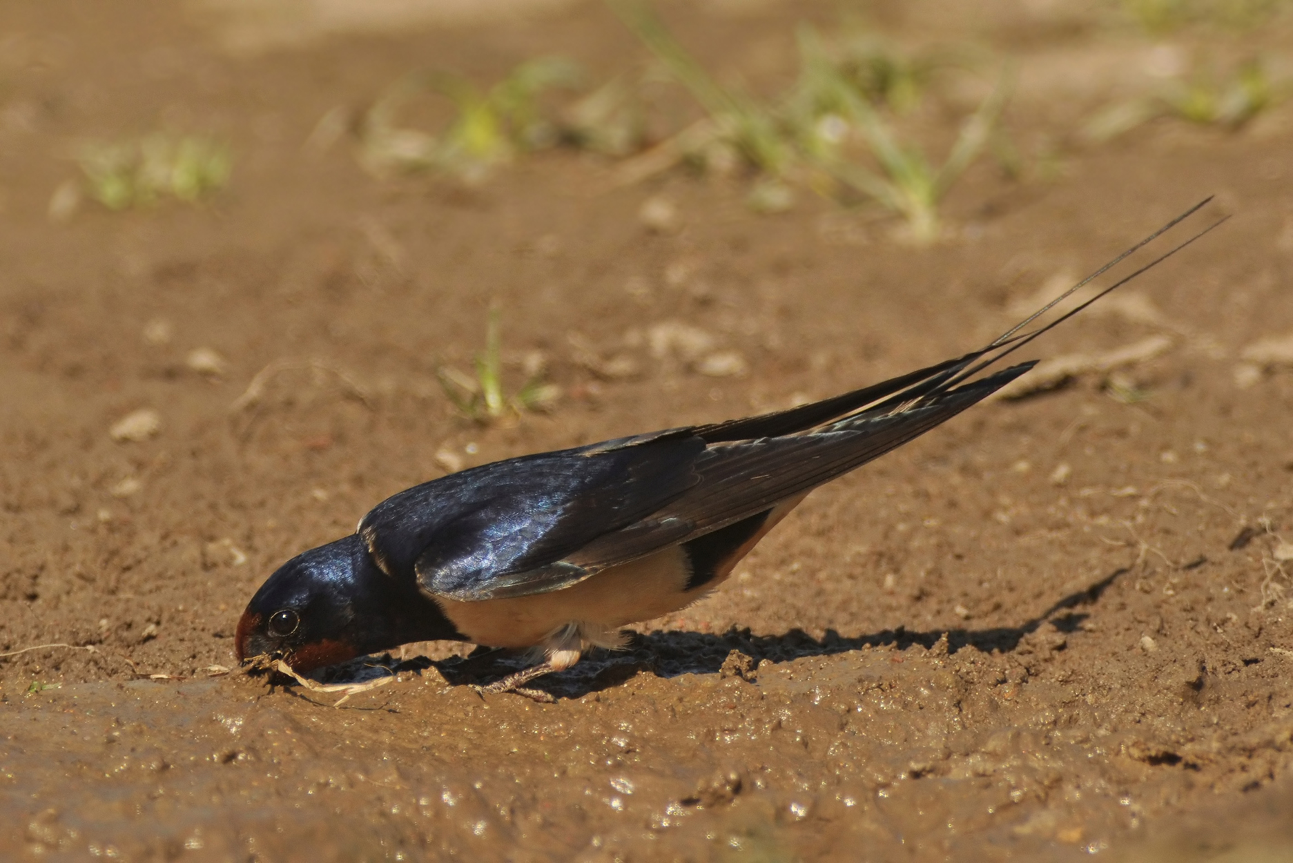 Rauchschwalbe an Wasserstelle - Herbert Henderkes, LBV Bildarchiv