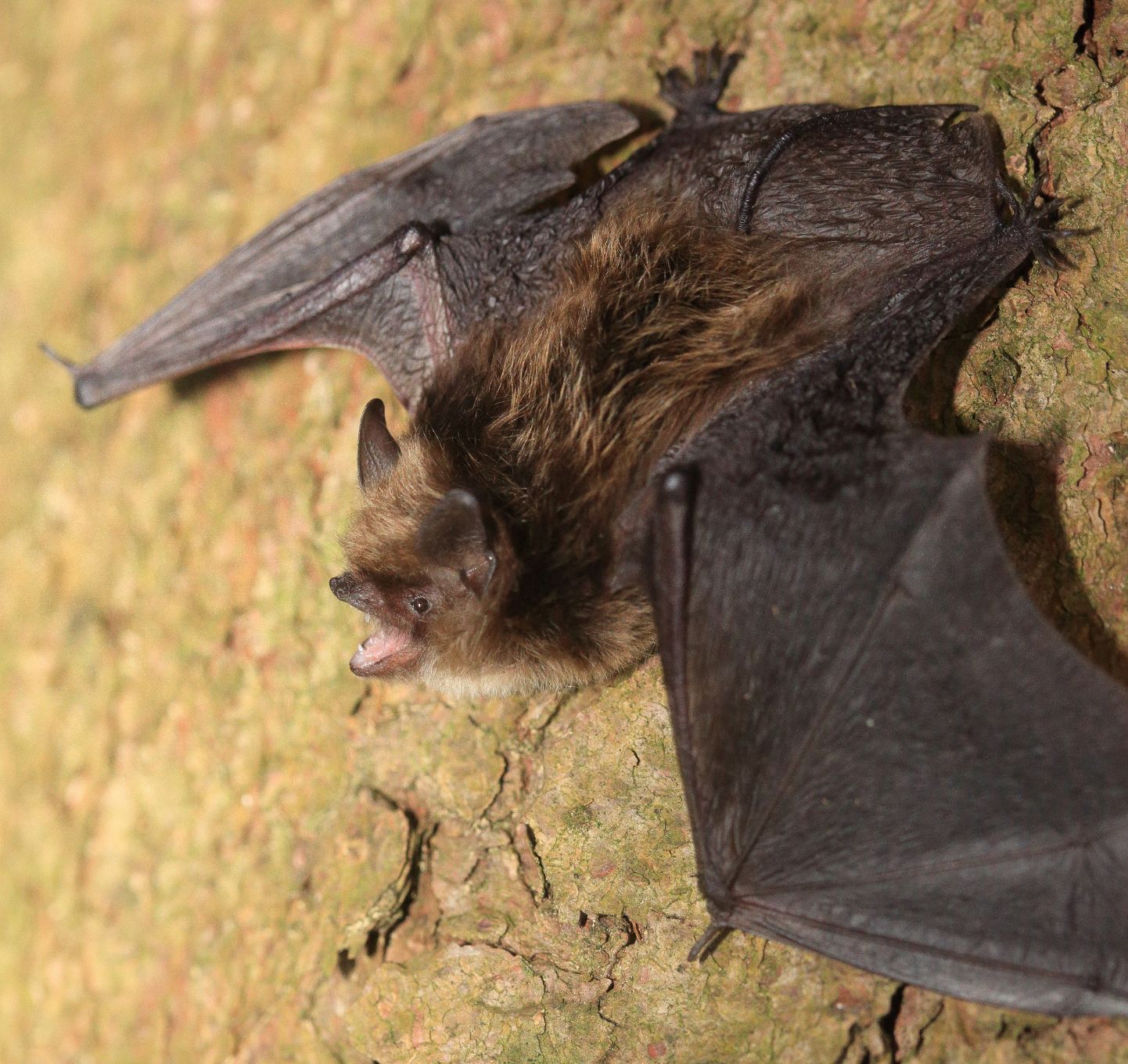 Kleine Bartfledermaus - Masur Stefan_LBV Bildarchiv