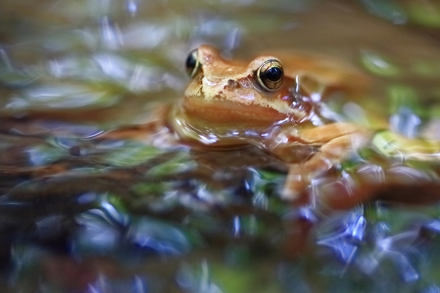 Grasfrosch - Masur Stefan_LBV Bildarchiv