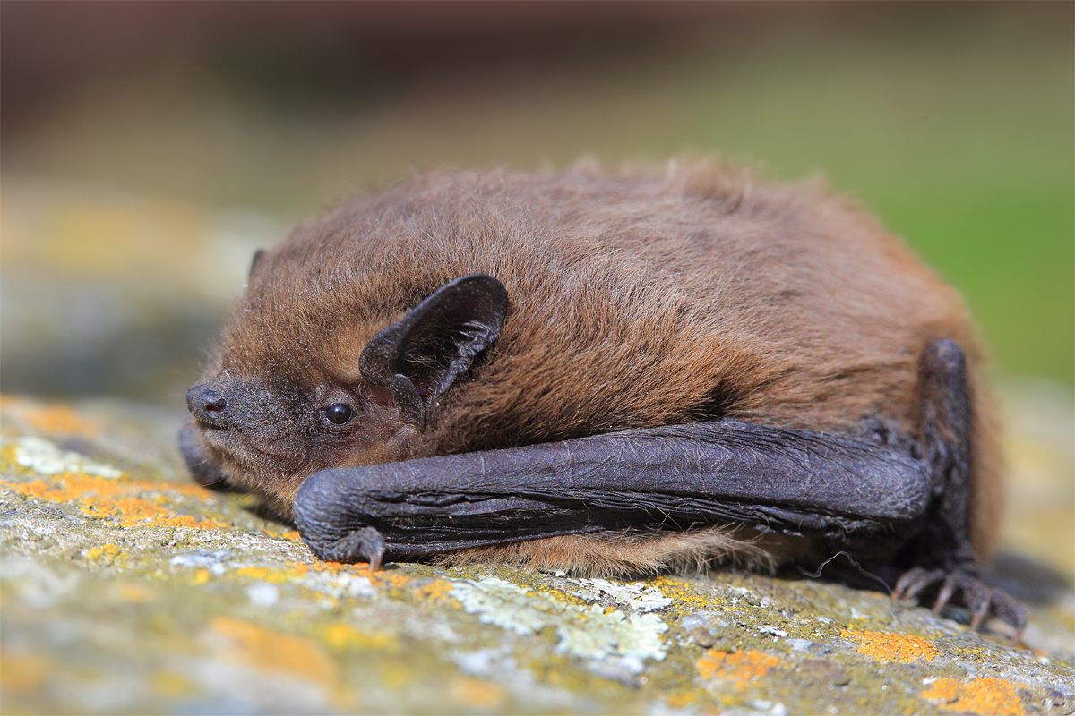 Zwergfledermaus - Masur Stefan_LBV Bildarchiv