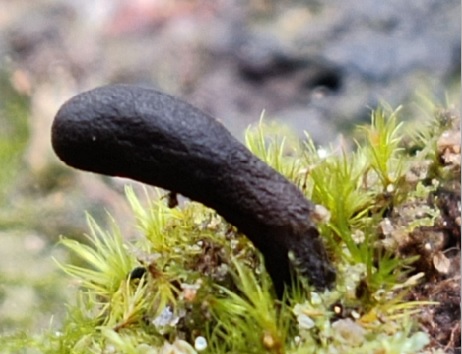 Sabuloglossum monticola, eine kleine, schwarze Erdzunge, ist ein Zweitfund für Deutschland und ein Wiederfund im Arbergebiet. (Bild: R. Schneeweiß)