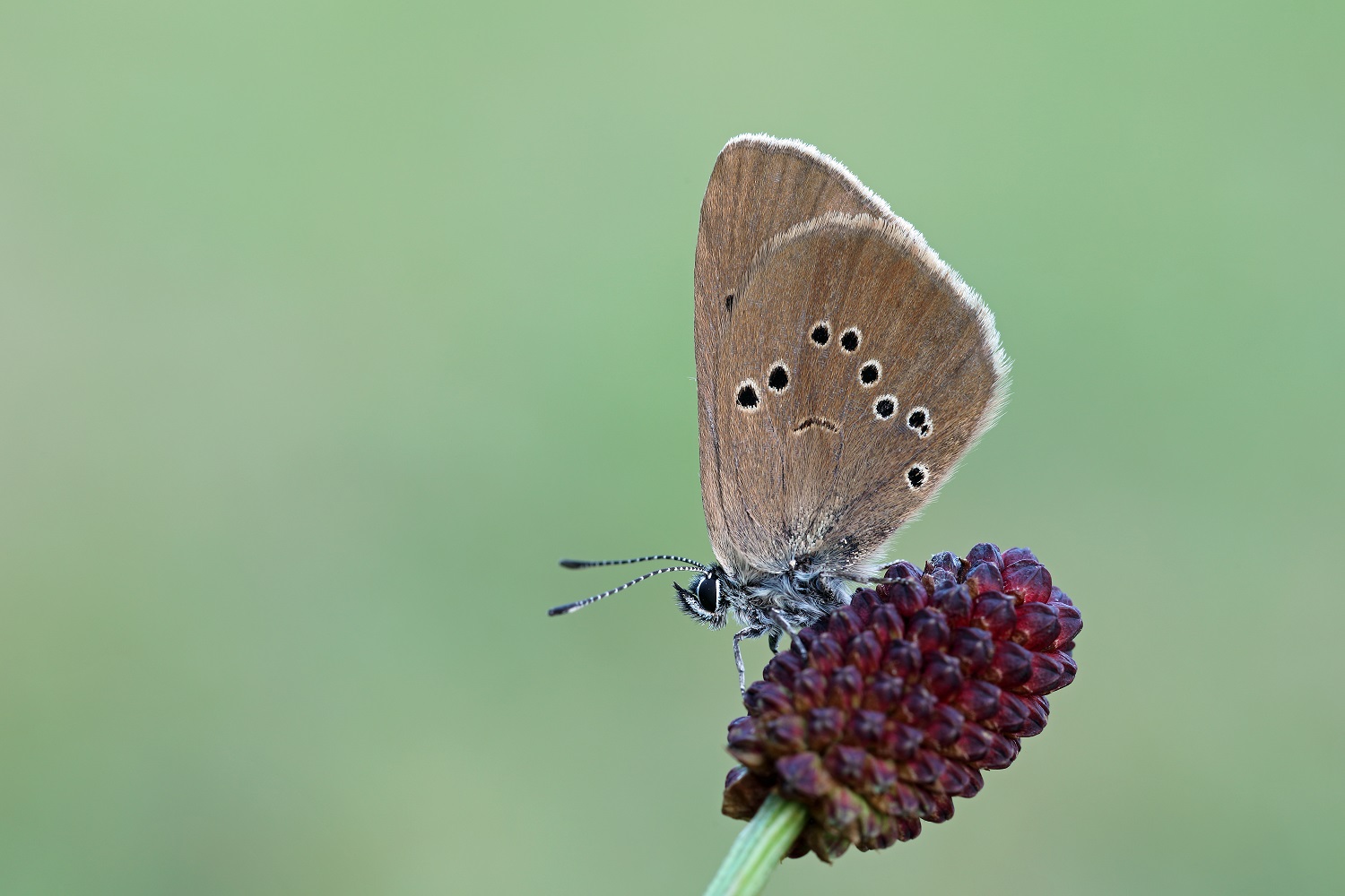 Dunkler Wiesenknopf-Ameisenblaeuling - Derer Frank_LBV Bildarchiv