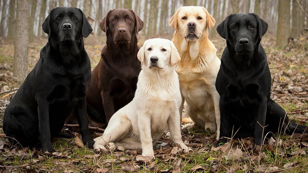 LABRADOR RETRIEVER Retriever Club Luxembourg