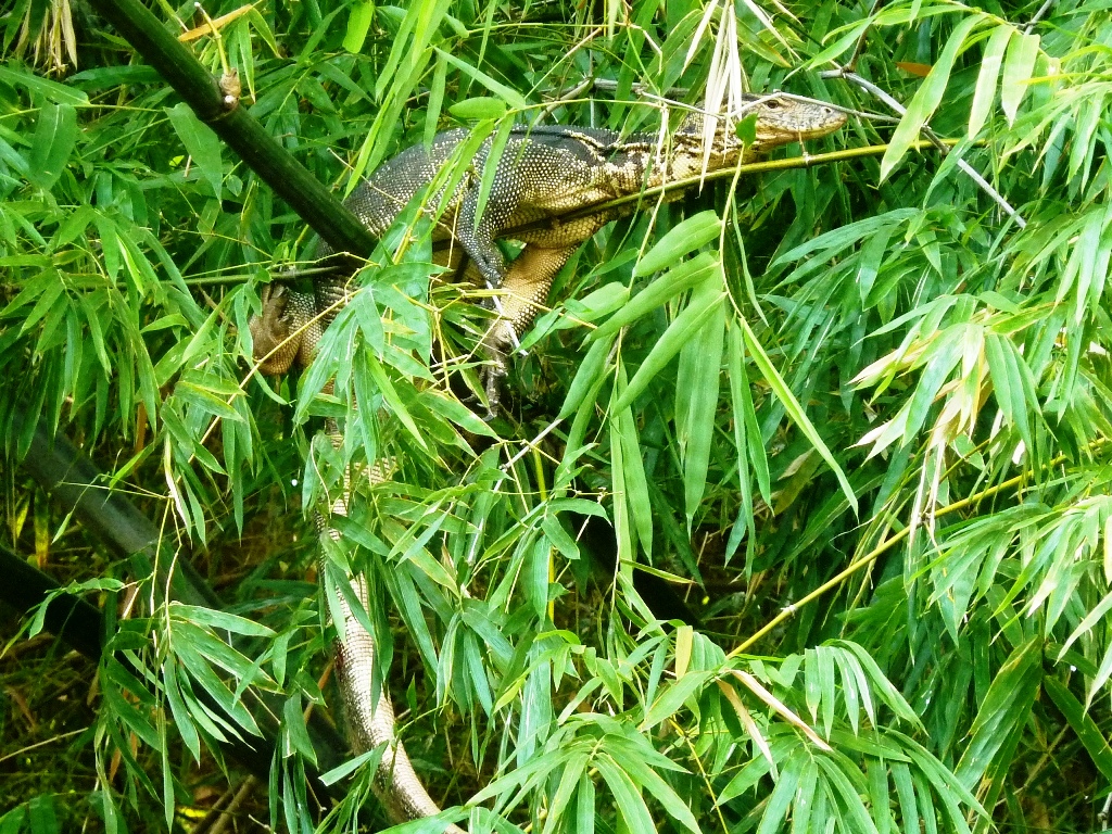 A monitor lizard in the bamboo bushes on the other bank of the stream