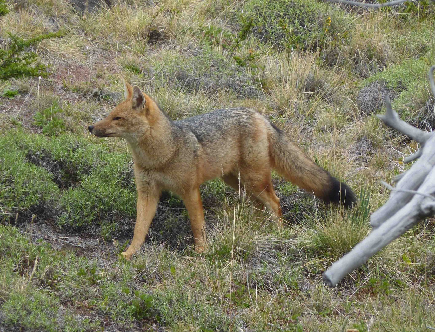 Très bel exemplaire de renard de Patagonie (culpeo ou zorro)
