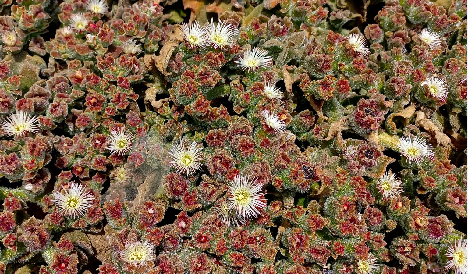 Mesembryanthemum crystallinum... crassulacées... à vos souhaits !!!