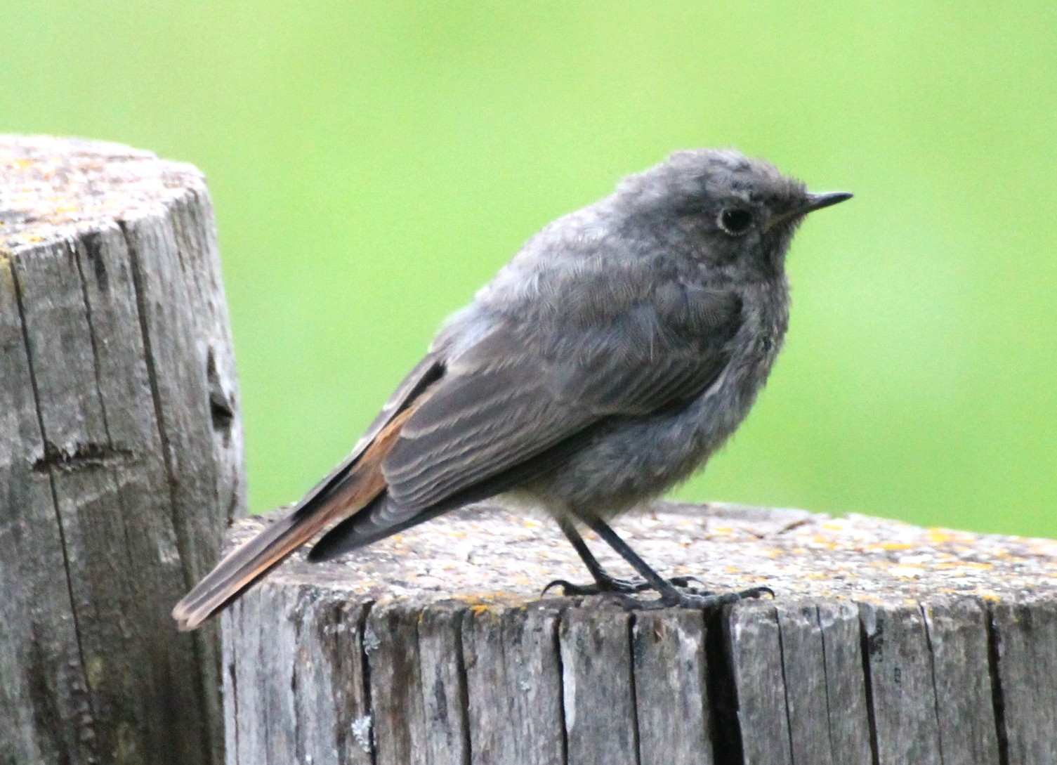 Hausrotschwanz ©NABU Bad Oldesloe 