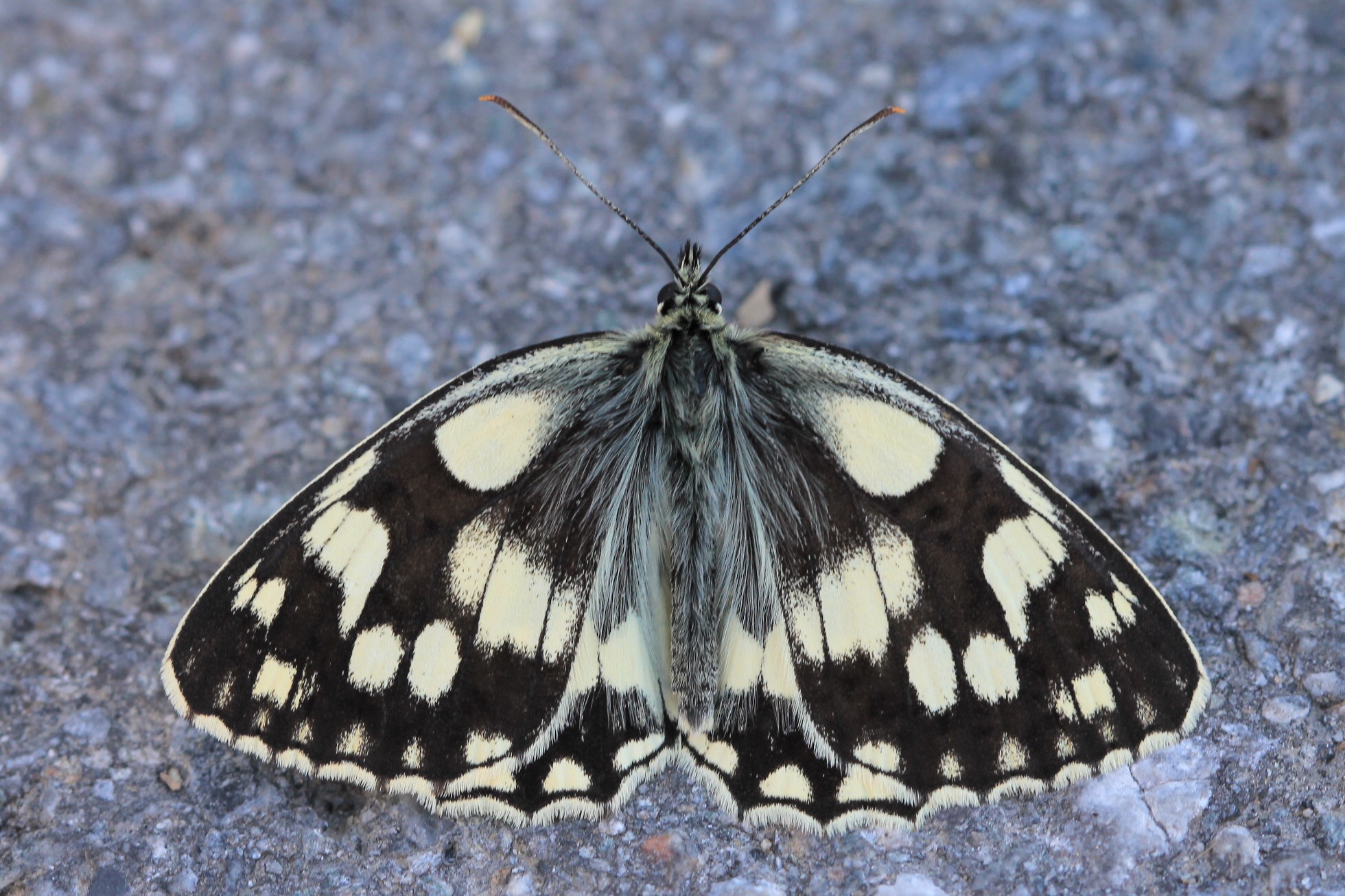 Damenbrett ©NABU Bad Oldesloe